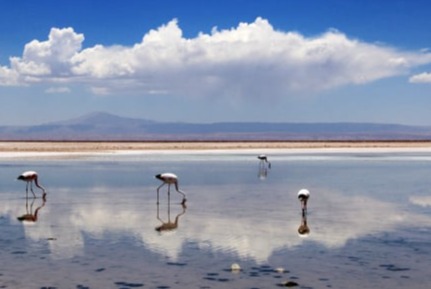 Reserva Nacional de los Flamencos - Tours en San Pedro de Atacama