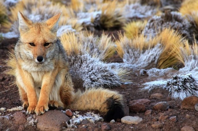 Zorrito Andino  - Tours en San Pedro de Atacama